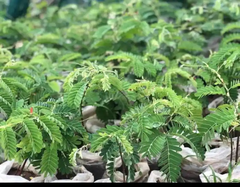 Land restoration project activity 7