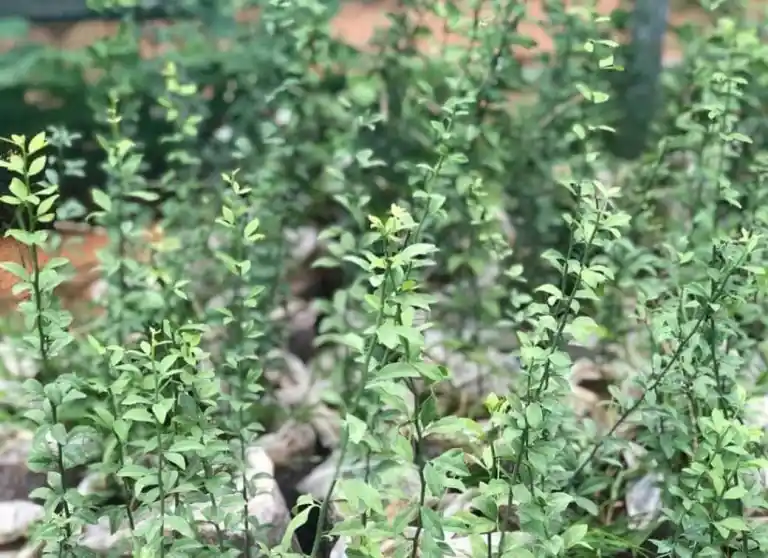 Land restoration project activity 8