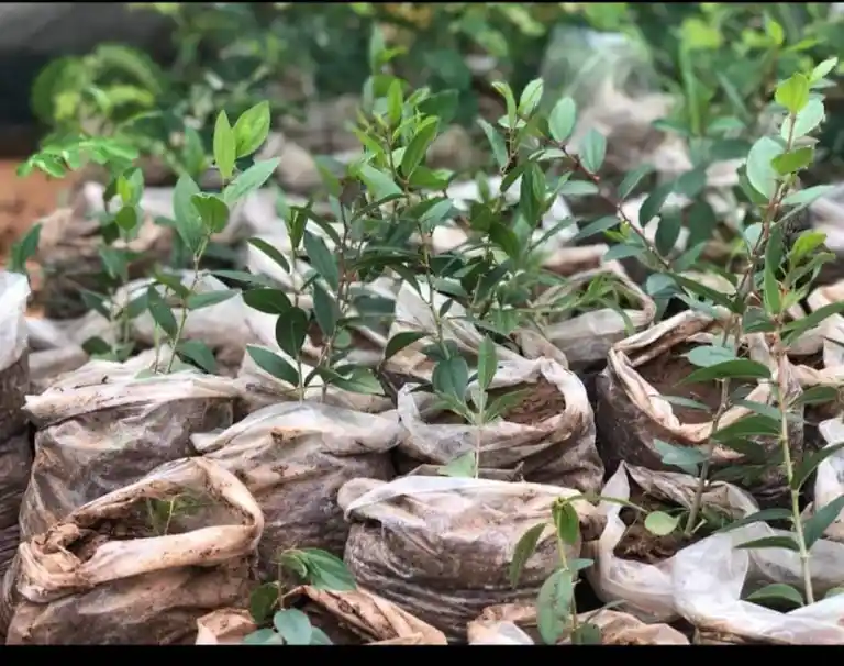 Land restoration project activity 9