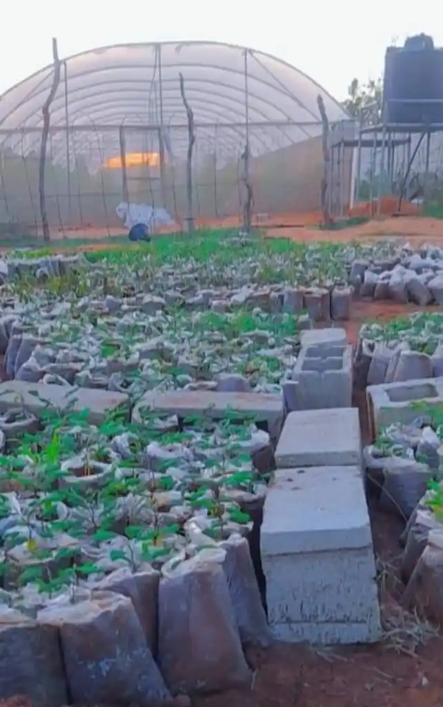 Land restoration project activity 12