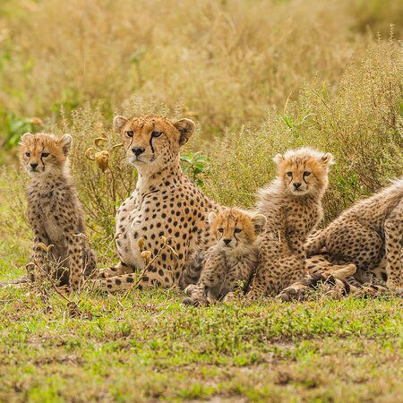 Male maneless lion with a cub