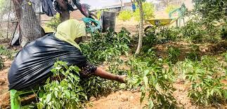 Sustainable livelihoods and green enterprises