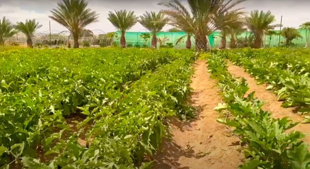 Reforestation and land restoration in Somalia