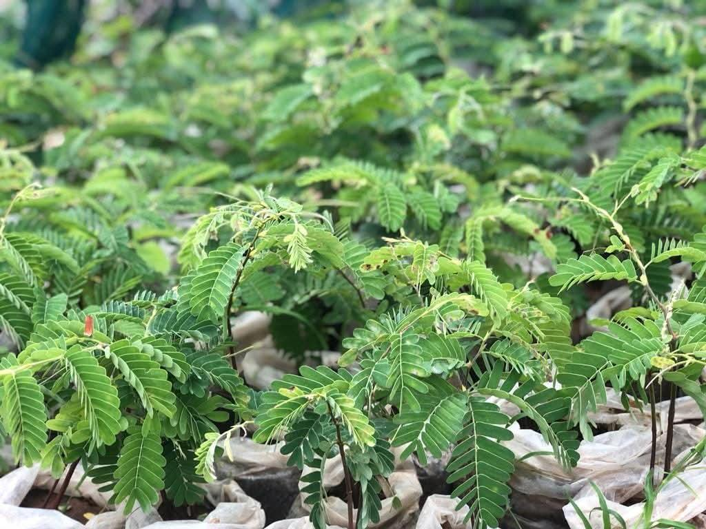 Reforestation and land restoration in Somalia