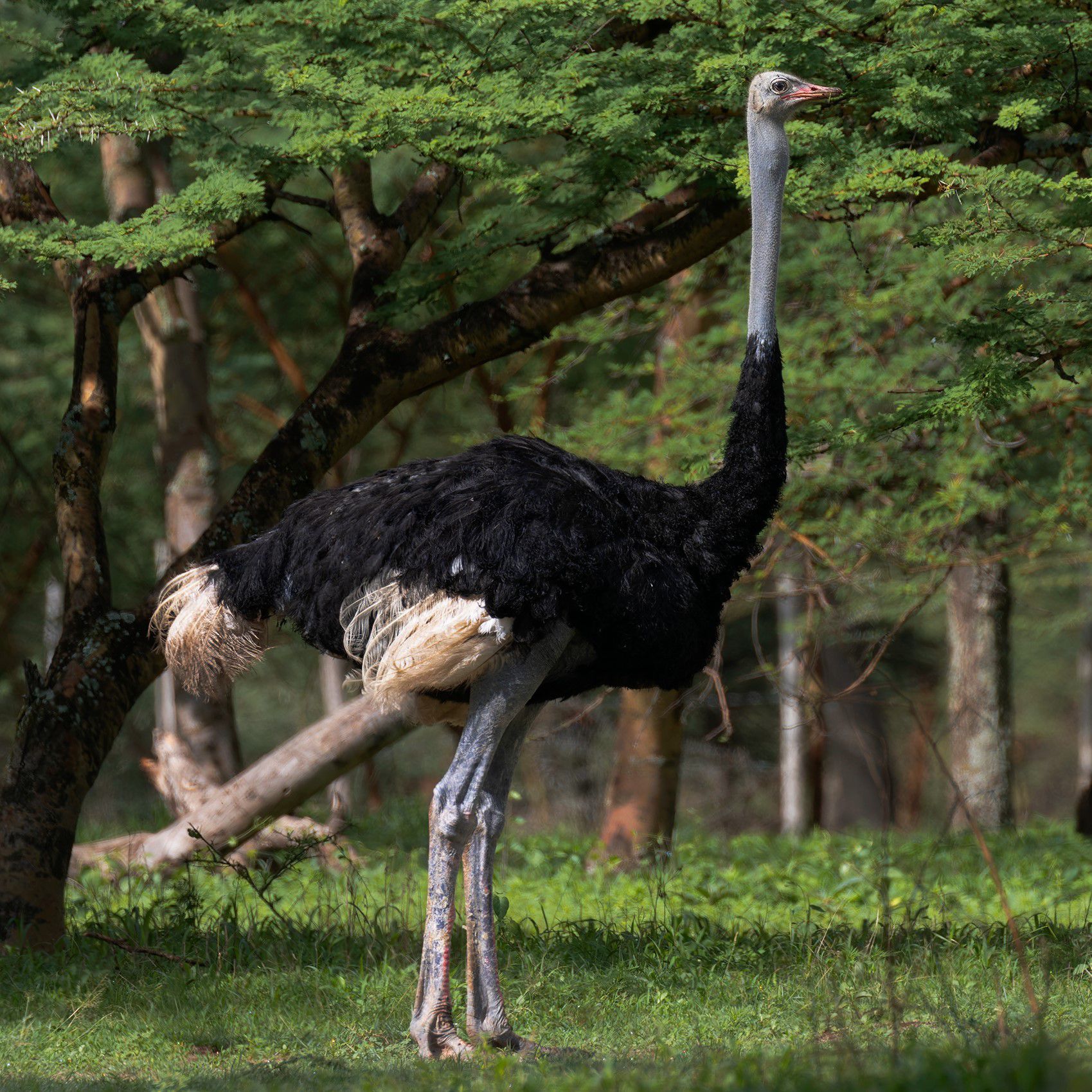 Wildlife Photography